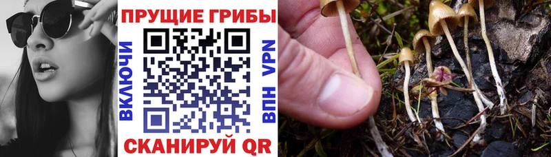 Галлюциногенные грибы Psilocybine cubensis Кораблино